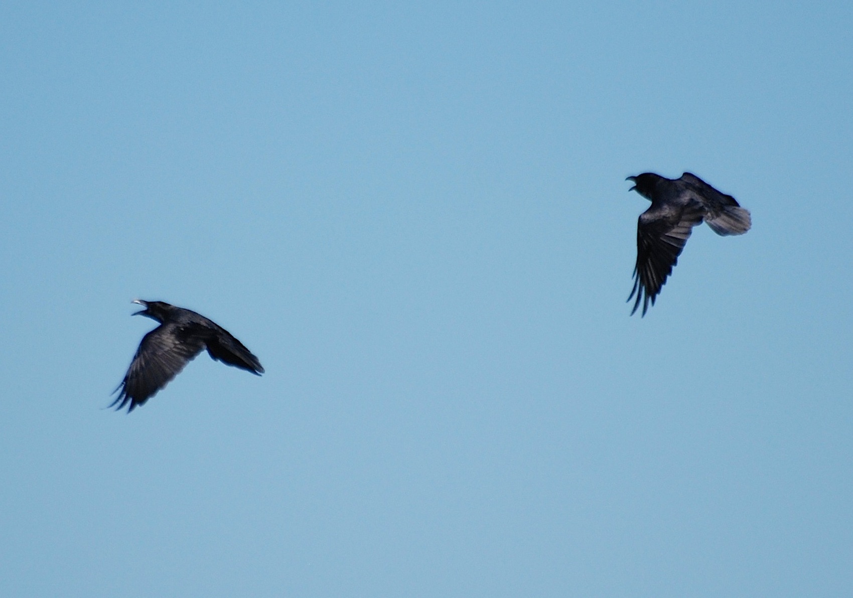 Corvus corax [gara di acrobazia (amorosa?)]